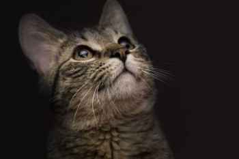 Show products in category Multivitamins Picture for category Multivitamins