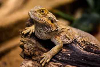 Show products in category Reptile & Fish Products Picture for category Reptile & Fish Products