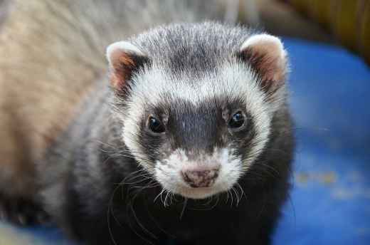 Picture for category Ferret Products