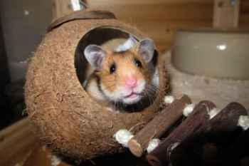 Show products in category Other Exotic Animal Products Picture for category Other Exotic Animal Products