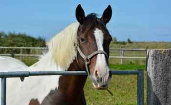 Show products in category Bandaging Supplies Picture for category Bandaging Supplies