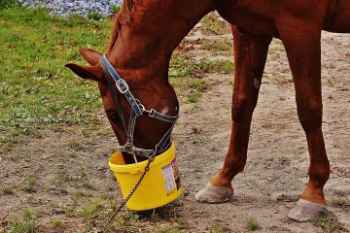 Show products in category Farm & Stable Equipment Picture for category Farm & Stable Equipment