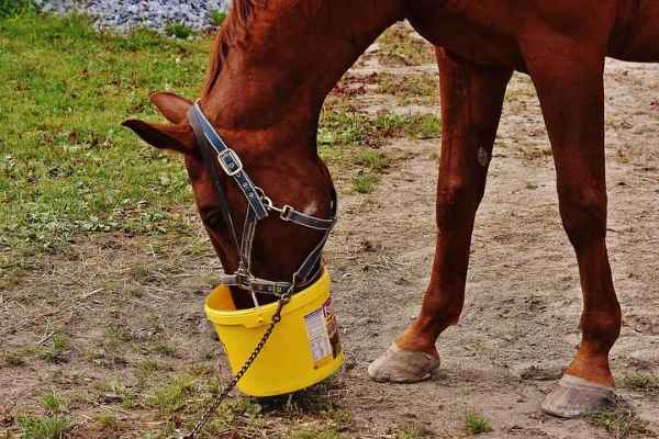 Show products in category Farm & Stable Equipment Picture for category Farm & Stable Equipment