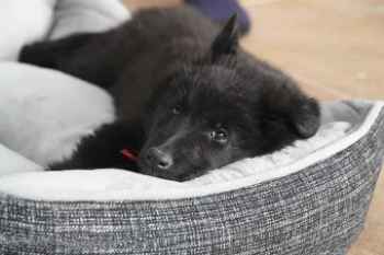Show products in category Beds, Carriers, & Kennels Picture for category Beds, Carriers, & Kennels