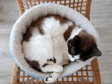 Picture for category Pet Beds