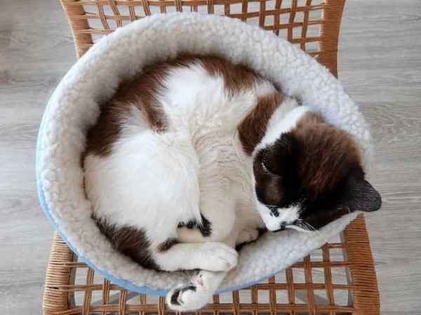 Show products in category Pet Beds Picture for category Pet Beds