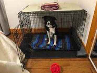 Picture for category Kennels & Pens