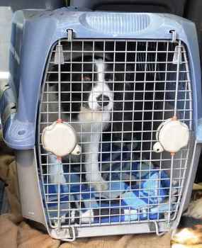Show products in category Pet Carriers Picture for category Pet Carriers