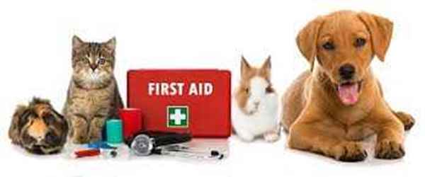 Picture for category First Aid Supplies