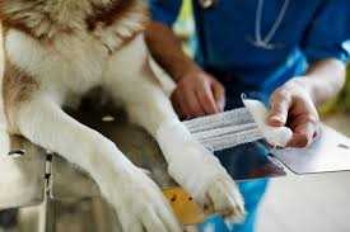 Show products in category Bandaging Supplies Picture for category Bandaging Supplies