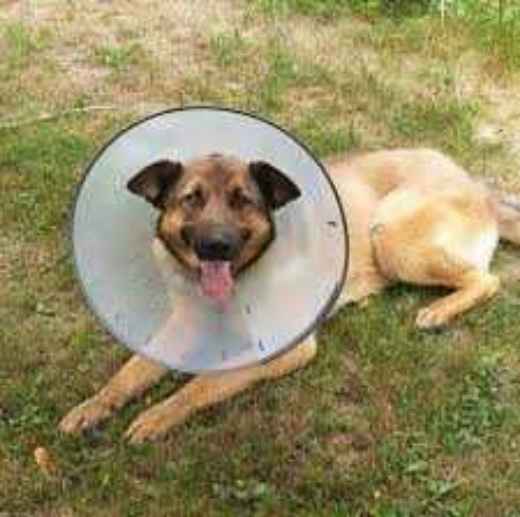 Picture for category Cones & E-collars