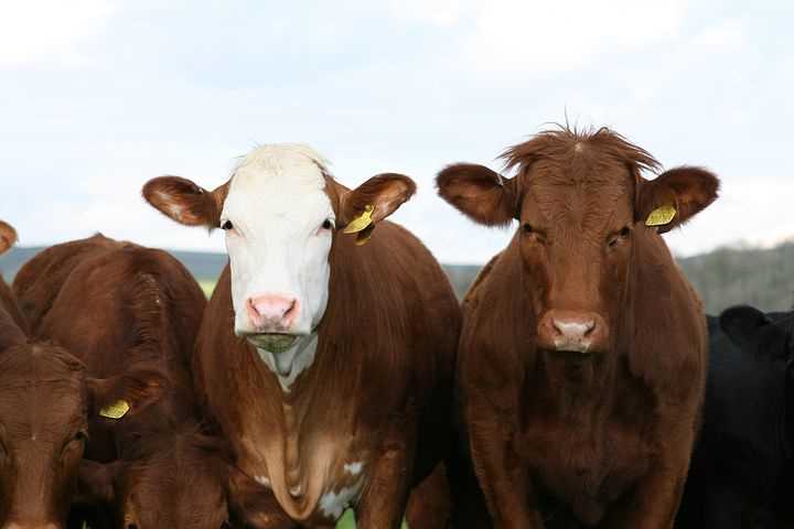 Picture for category Bovine Products