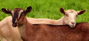 Picture for category Other Livestock Products