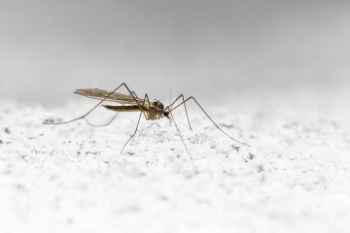 Show products in category Pest Control Picture for category Pest Control