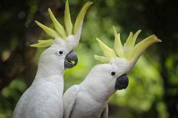 Show products in category Avian Products Picture for category Avian Products