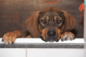 Picture for category Gastrointestinal &amp; Probiotic Supplements