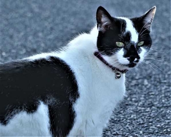 Show products in category Kidney Diets Picture for category Kidney Diets