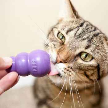 Show products in category Feline Kong Picture for category Feline Kong