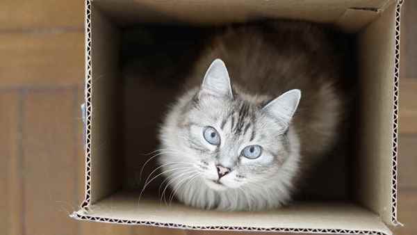 Picture for category Cat Litter and Boxes