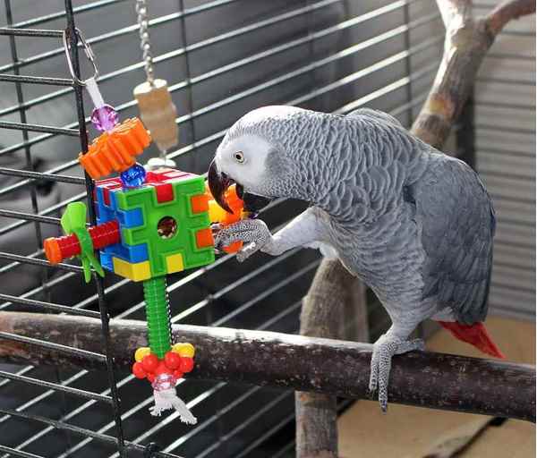 Picture for category Avian Supplies and Toys