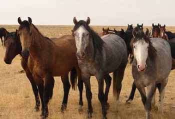 Show products in category Grooming Accessories Picture for category Grooming Accessories