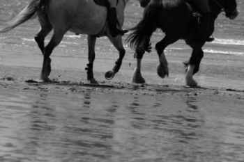 Show products in category Clippers & Accessories Picture for category Clippers & Accessories