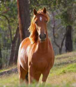 Picture for category Equine