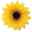 Show details for CANINE SUNFLOWER NECK WEAR YELLOW - Medium/Large Picture of CANINE SUNFLOWER NECK WEAR YELLOW - Medium/Large