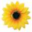Show details for CANINE SUNFLOWER NECK WEAR YELLOW - Medium/Large Picture of CANINE SUNFLOWER NECK WEAR YELLOW - Medium/Large