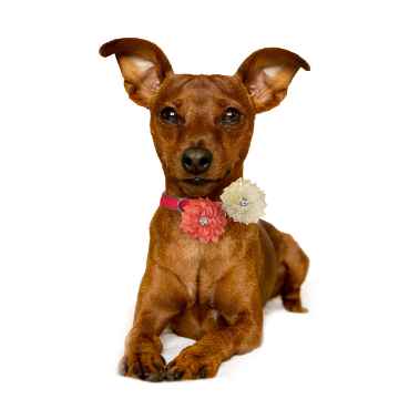 Show details for CANINE POSIES NECK WEAR 2 PACK CORAL & CREAM - X Small/Small Picture of CANINE POSIES NECK WEAR 2 PACK CORAL & CREAM - X Small/Small