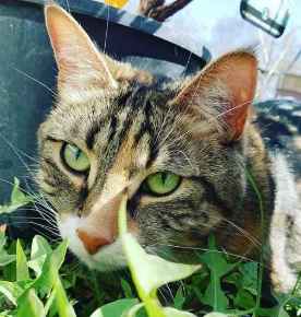 Picture for category Feline