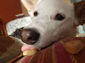 Picture for category Treats