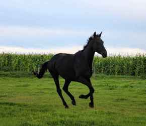 Picture for category Equine