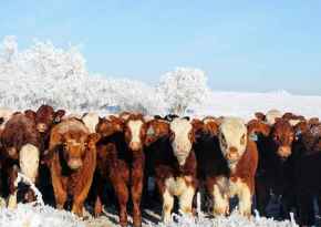 Picture for category Bovine Products