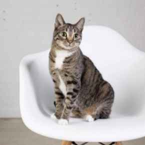 Picture for category Cat Food