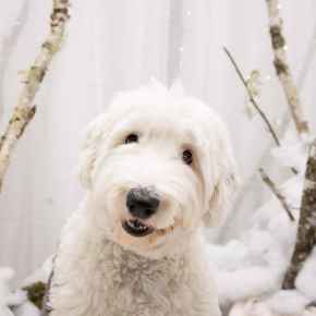 Picture for category Dog Food