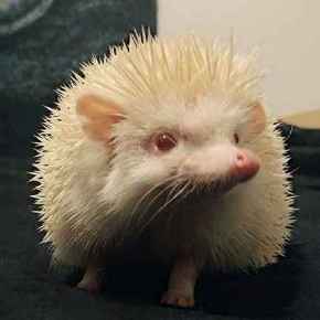 Picture for category Exotic