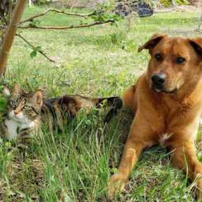 Picture for category Pet Toys