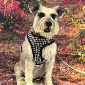 Picture for category Grooming and Coat Care products