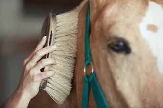 Picture for category Equine Grooming