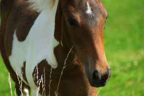 Picture for category Equine