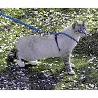 Picture for category Cat Collar & Harness