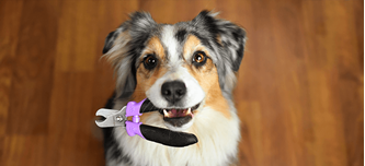 Picture for category Pet Nail Care