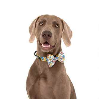 Picture for category Dog Collars & Harnesses