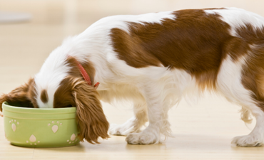 Picture for category Dog Bowls and Feeding Accessories