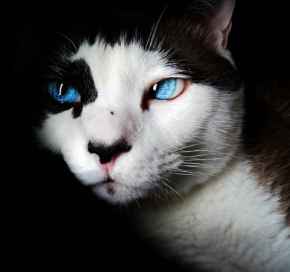 Picture for category Feline