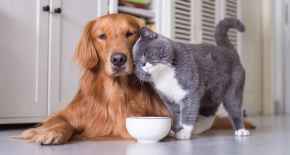 Picture for category Other Great Pet Products