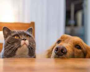 Picture for category Pet Treats