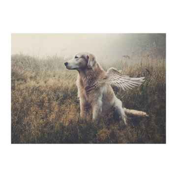 Show details for SYMPATHY CARDS W/ENV Canine Beyond 5in x 7in - 10/pk Picture of SYMPATHY CARDS W/ENV Canine Beyond 5in x 7in - 10/pk