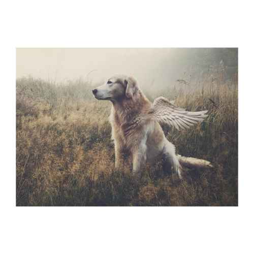 Picture of SYMPATHY CARDS W/ENV Canine Beyond 5in x 7in - 10/pk